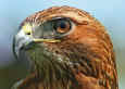 Northern-Red-Tailed-Hawk.jpg (107666 bytes)