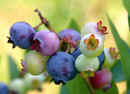 WildBlueberries.jpg (42271 bytes)